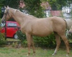 Zuchtstute Wembley GF (Hessisches Warmblut, 1985, von Wilderer)