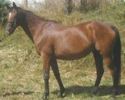 broodmare Stella XI (Trakehner, 1984, from Mahagoni)