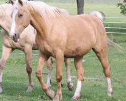 broodmare Mona Lisa GF (German Warmblood, 2001, from Mascarpone GF)