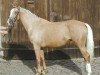 broodmare Mara GF (Zweibrücken, 1993, from Malteser Gold)