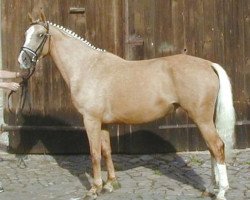 broodmare Mara GF (Zweibrücken, 1993, from Malteser Gold)