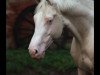 stallion Mascarpone's Erbe GF (German Warmblood, 2001, from Mascarpone GF)