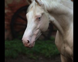 horse Mascarpone's Erbe GF (Deutsches Reitpferd, 2001, from Mascarpone GF)