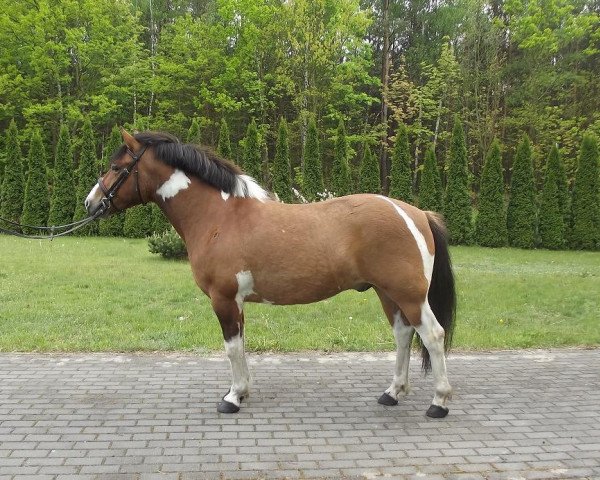 Pferd Pawan (Huzule, 2009)
