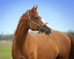 broodmare Golden Hope (Bavarian, 2011, from Last Mans Hope)