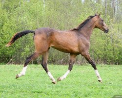 horse Zarah Shael (Akhal-Teke, 2008, from Shahar Shael)