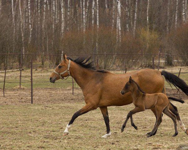 Pferd Madikh (Achal Tekkiner, 2015, von Makka)