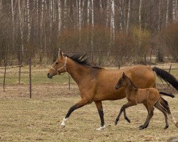 horse Madikh (Akhal-Teke, 2015, from Makka)