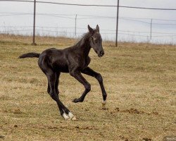 horse Hanan (Akhal-Teke, 2015, from Makka)