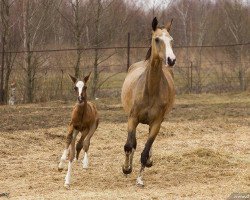 horse Lazym (Akhal-Teke, 2015, from Tsair)