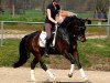 dressage horse Faenome JK (Westphalian, 2010, from Fifty Cent)