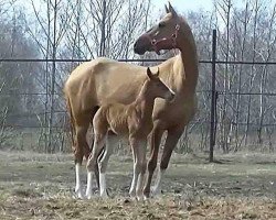 horse Haya Shael (Akhal-Teke, 2015, from Tsair)