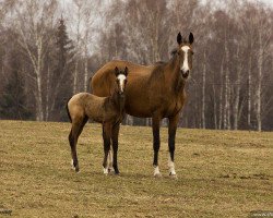 horse Asmat (Akhal-Teke, 2015, from Makka)