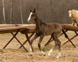 horse Amora Shael (Akhal-Teke, 2015, from Oyun)