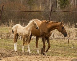 horse Gherim (Akhal-Teke, 2015, from Makka)