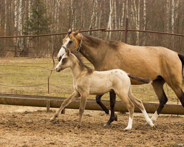 horse Dami (Akhal-Teke, 2015, from Makka)