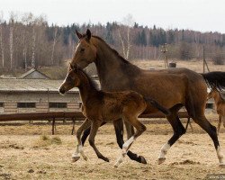 horse Ayman (Akhal-Teke, 2015, from Makka)