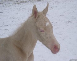 horse Ramina Shael (Akhal-Teke, 2015, from Makka)