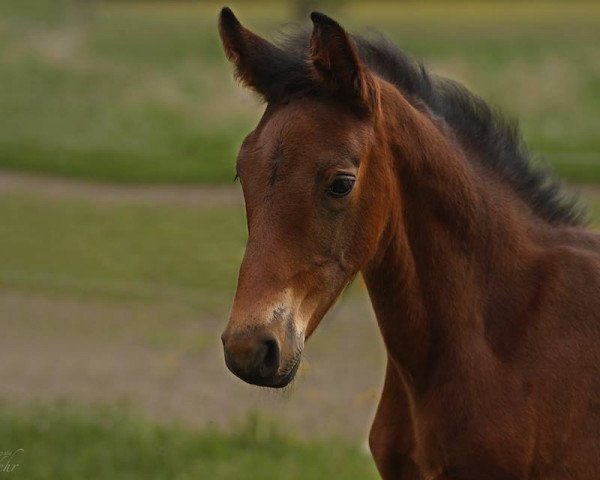 Springpferd Monte Cain's Mike (Deutsches Sportpferd, 2015, von Monte Cain)