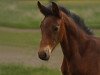 jumper Monte Cain's Mike (German Sport Horse, 2015, from Monte Cain)