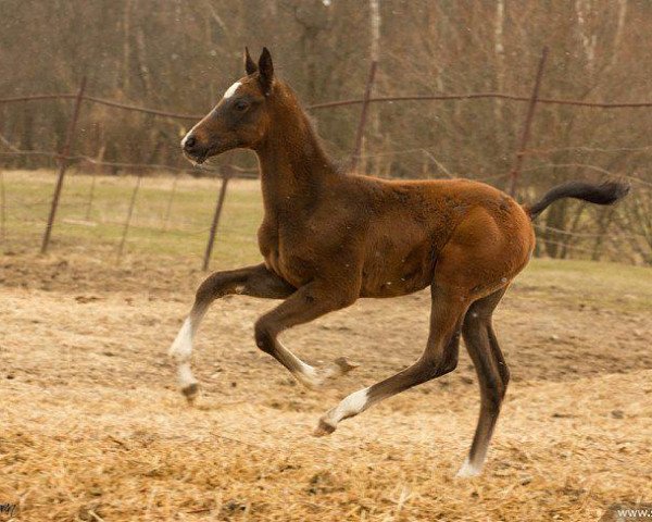 horse Adair (Akhal-Teke, 2015, from Alvan)