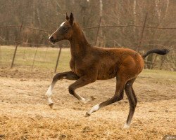 horse Adair (Akhal-Teke, 2015, from Alvan)