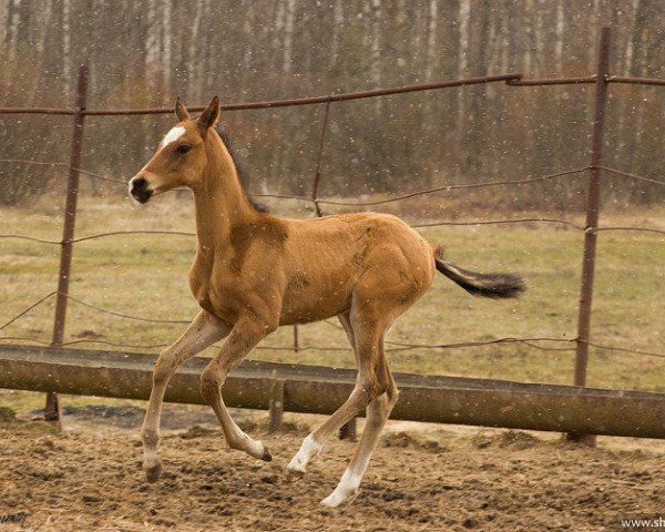 horse Oad (Akhal-Teke, 2015, from Oyun)