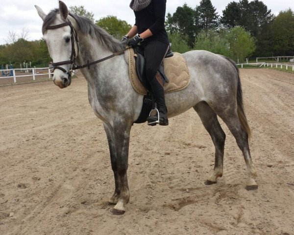 jumper Cosmo (Mecklenburg, 2009, from Calido I)