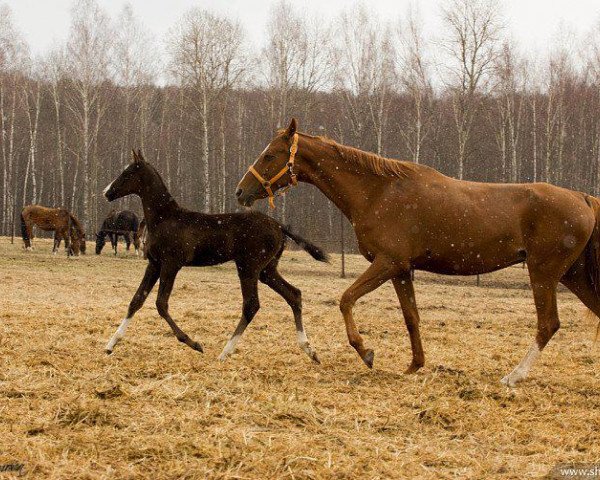 horse Halil (Akhal-Teke, 2015, from Tsair)