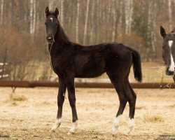 horse Tsahal (Akhal-Teke, 2015, from Tsair)