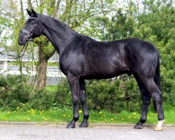 dressage horse Desp (Hanoverian, 2011, from Desperados FRH)