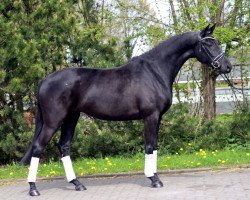 dressage horse Moritz (Hanoverian, 2011, from St. Moritz)