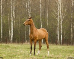 horse Aychin (Akhal-Teke, 2013, from Garant)