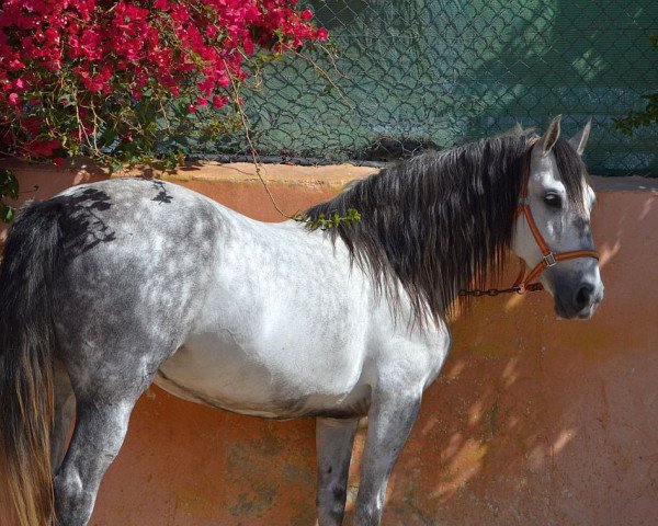 broodmare Sobrada (Pura Raza Espanola (PRE), 2006)