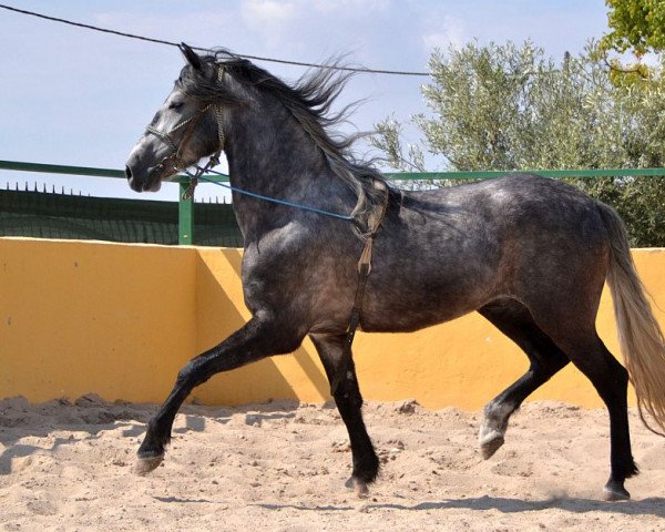 Pferd Favorito CLXXX (Pura Raza Espanola (PRE), 2010, von Ingenioso LI)