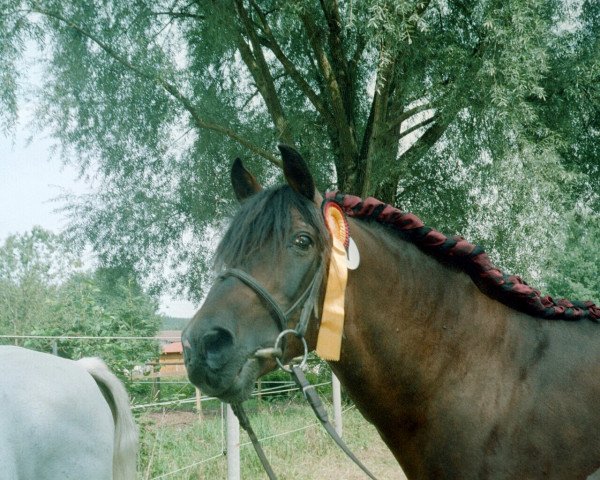 horse Django (German Riding Pony, 1980, from Don Juan)