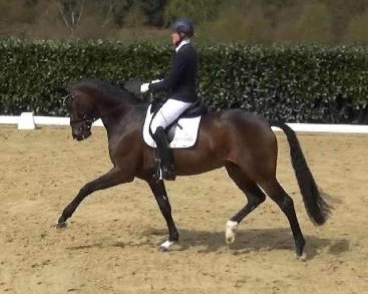 dressage horse Florina 146 (Hanoverian, 2010, from Fürst Romancier)
