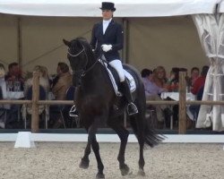 dressage horse Lady Loxley M (Rhinelander, 2009, from Lord Loxley I)