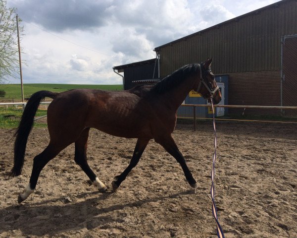 dressage horse Buddy (Mecklenburg, 2012, from Bertolini)