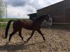 dressage horse Buddy (Mecklenburg, 2012, from Bertolini)