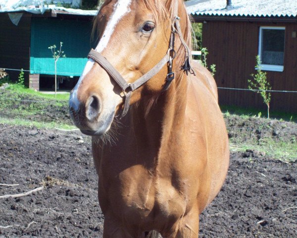 horse Onassis E (Trakehner, 2011, from Mendelsohn)