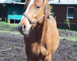 Pferd Onassis E (Trakehner, 2011, von Mendelsohn)