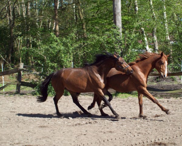 horse Don Corleone (Trakehner, 2011, from Mendelsohn)