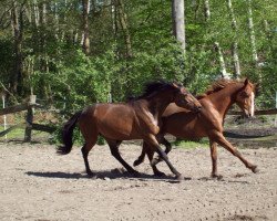 Pferd Don Corleone (Trakehner, 2011, von Mendelsohn)