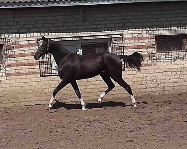 horse Darsi (Akhal-Teke, 2013, from Saivan)