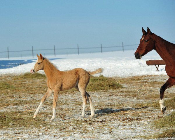 horse Yasya (Akhal-Teke, 2013, from Saivan)