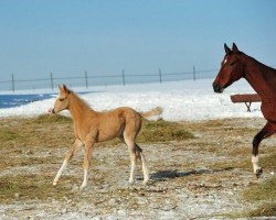 horse Yasya (Akhal-Teke, 2013, from Saivan)