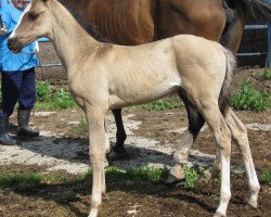 horse Setareh (Akhal-Teke, 2012, from Saivan)