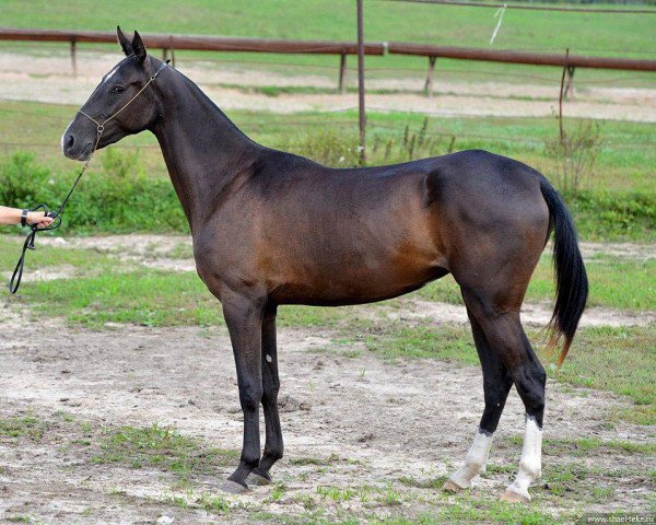 Pferd Hasti (Achal Tekkiner, 2012, von Saivan)