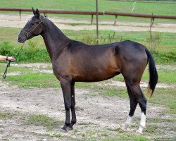 horse Hasti (Akhal-Teke, 2012, from Saivan)